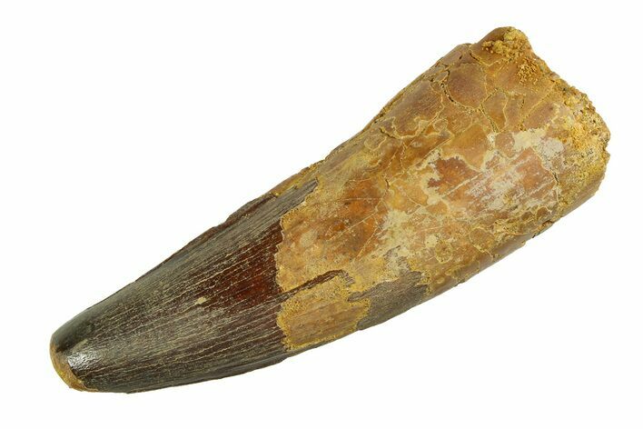 Real Fossil Spinosaurus Tooth - Large Dinosaur Tooth #351498